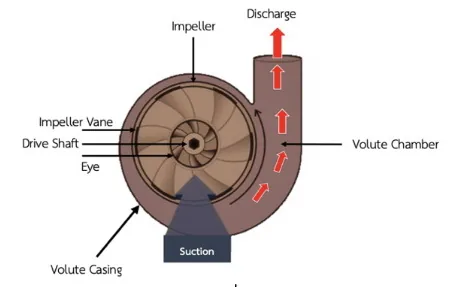 Centrifugal pump cross-section: impeller, volute casing, suction and discharge